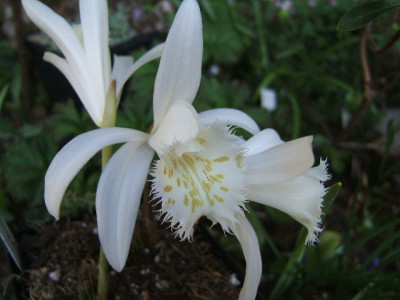 Pleione_grandiflora_20.JPG