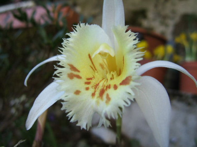 Pleione_grandiflora_3aa.JPG