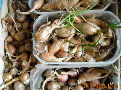 DSCN0741_kl.jpg