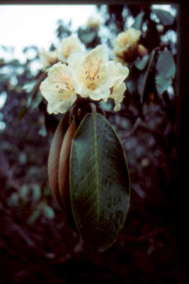 Rh.wightii03.jpg