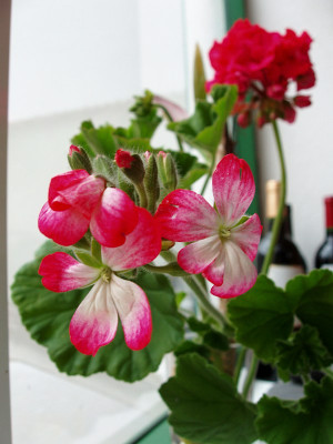 pelargonium_la_palma.jpg