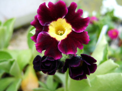Primula_auricula_hybrid_a3.JPG