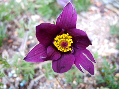 Pulsatilla_a.JPG
