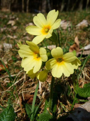 DSCF1668.JPG