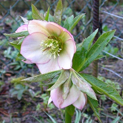 Helleborus_Samling_picotee_25.3.09.jpg