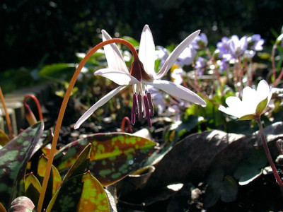 p_IMG_1238_E_denscanis_Snowflake.jpg