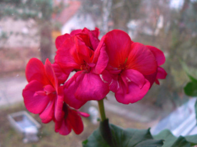 Pelargonie_Ulm.jpg