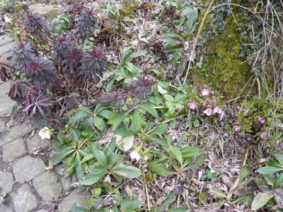 Helleborusbeet_fars_2009.jpg
