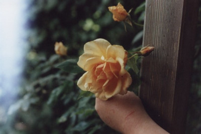 Crepuscule_Blute_Pergola.jpg