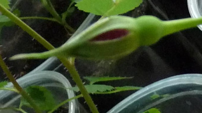 Roter_Knospe.JPG
