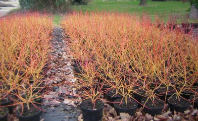 77Cornus_MBeauty.jpg