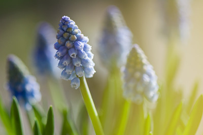 Fruehlingssonne-Mar2709.jpg