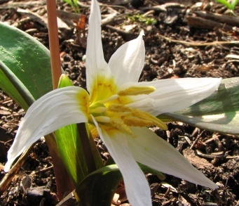 2009-03-21-4307_erythr._sibiricum_ssp_altaicum.JPG