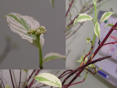 cornus2.jpg
