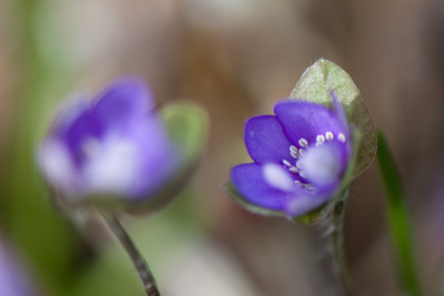 Hepatica-zu-blau-Mar2709.jpg