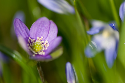 Hepatica-korrekte-Farbe-Mar2709.jpg