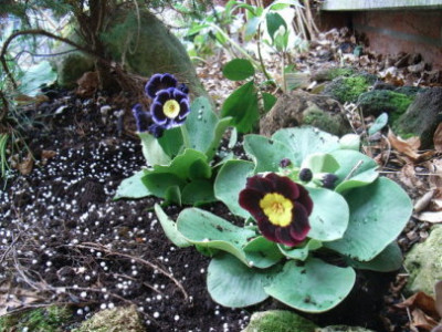 auricula09.JPG