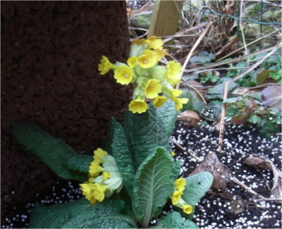 primula09.JPG