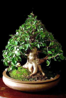 Ficus_benjamin_-Birkenfeige-x.JPG