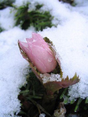 Helleborus_thibetanus.jpg