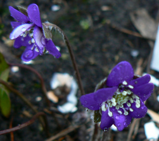 Hep_n_v_jap_violett_090327_a.jpg