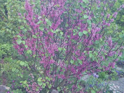 Cercis_Habitus.jpg