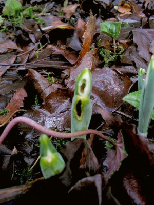 Defektes_Galanthus.jpg
