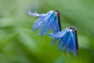 Blaue-Jungs-Mar2809.jpg