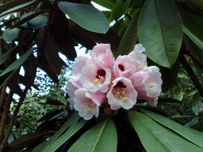 Kopie_von_28032009calophytum04.jpg