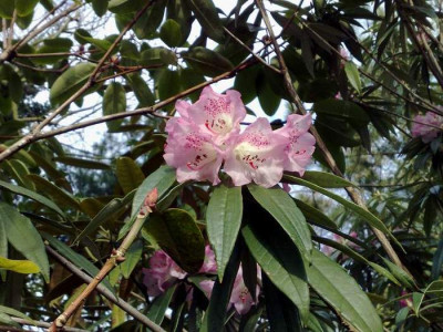 Kopie_von_28032009hunnewellianum02.jpg