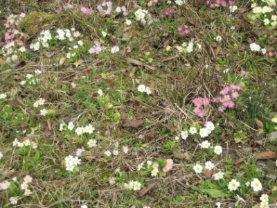 primula_vulgaris.jpg