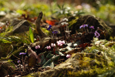 heps_und_cyclamen_neu.jpg