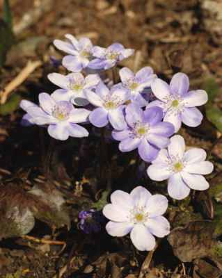 bicolor_hep_09.jpg