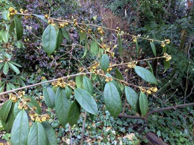 Kopie_von_24032009Sycopsis_sinensis.jpg
