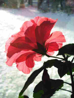 Hibiskusblute.JPG