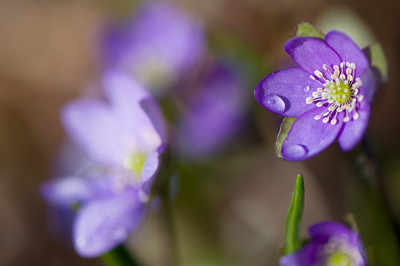 Hepatica-Farbe-ok-Mar2809.jpg