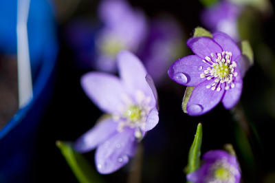 Hepatica-mit-blau-Farbe-ok-Mar2809.jpg