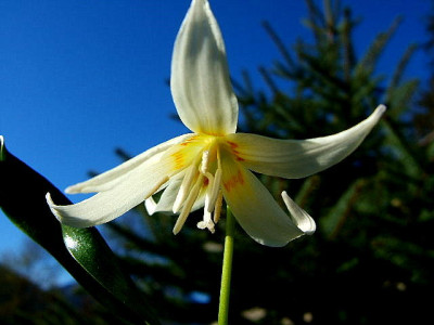 Erythronium_oreganum_1.JPG