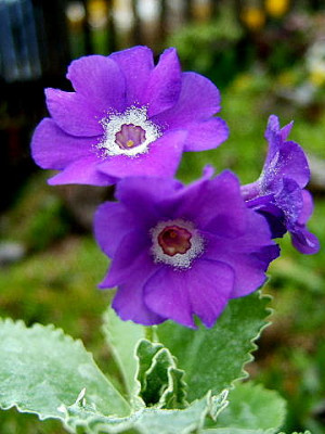 DSCF2499.JPG