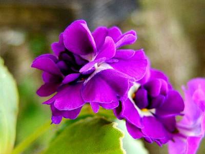 DSCF2462.JPG
