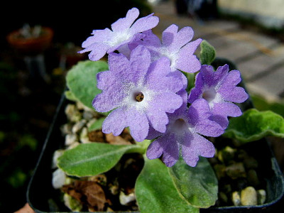 DSCF2490.JPG