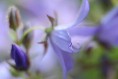 Campanula_Aquarell.jpg