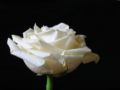 Rose-Jan-1.jpg