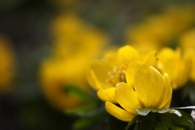 Winterling-soft-1.jpg