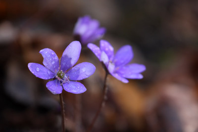 Hepatica-Naturstandort-2.jpg