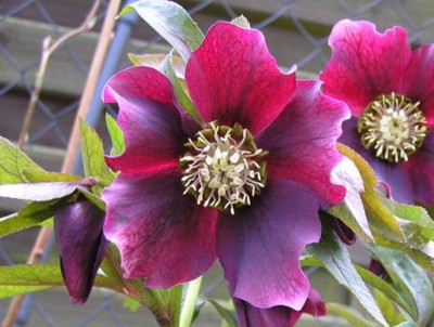 helleborus2-1.jpg
