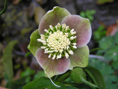 helleborus4.JPG