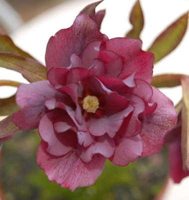 Rote_Gefullte_Guggi_0010__3250.jpg