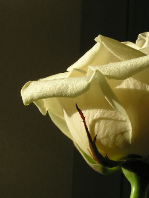 Rose-Jan-2.jpg