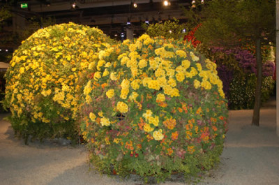 Blumenkugeln_0010__3149.jpg